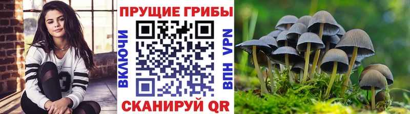 Галлюциногенные грибы Psilocybe  Темников 